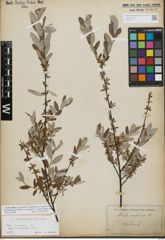 Foto von Salix repens L.